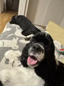 ぎし 様のお迎えした子犬