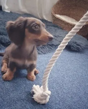 うに 様のお迎えした子犬