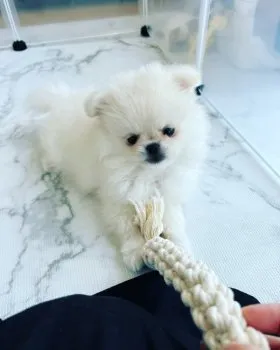 K.M 様のお迎えした子犬