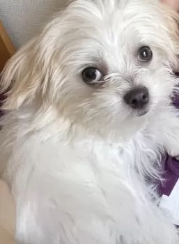 A.K 様のお迎えした子犬