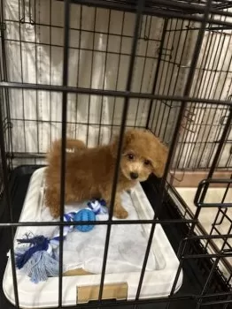 R.S 様のお迎えした子犬