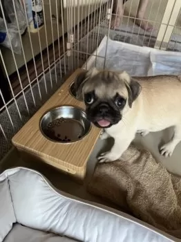 あい 様のお迎えした子犬