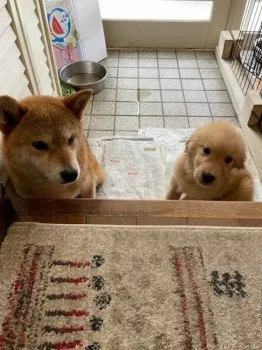 KYO 様のお迎えした子犬