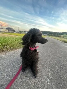 N.O 様のお迎えした子犬