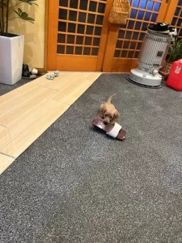 T.H 様のお迎えした子犬