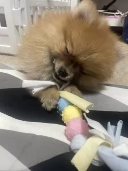 M.N 様のお迎えした子犬