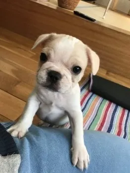 あかば 様のお迎えした子犬