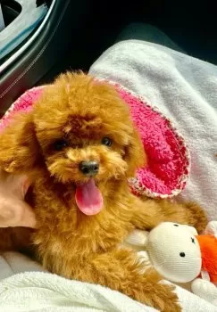 みえこ 様のお迎えした子犬