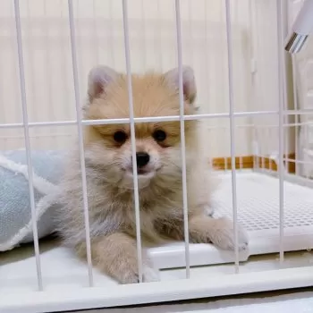 ゆう 様のお迎えした子犬