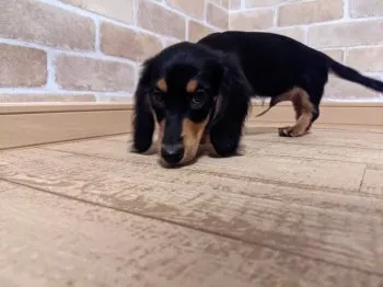 S・T 様のお迎えした子犬