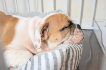 C.I 様のお迎えした子犬