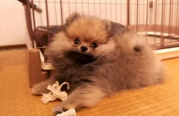 H.S 様のお迎えした子犬