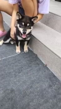 きよちゃん 様のお迎えした子犬