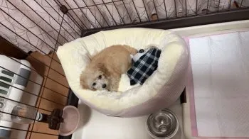 T.T 様のお迎えした子犬