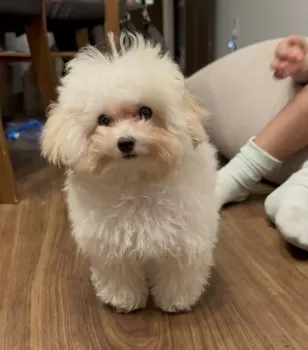 ゆき 様のお迎えした子犬