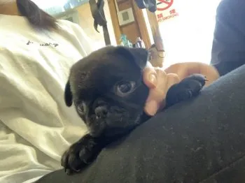 あずき 様のお迎えした子犬