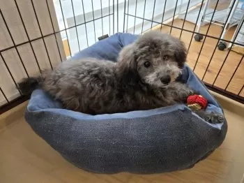 K.S 様のお迎えした子犬