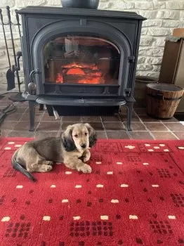 pinewood 様のお迎えした子犬