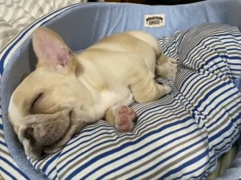 S.N 様のお迎えした子犬
