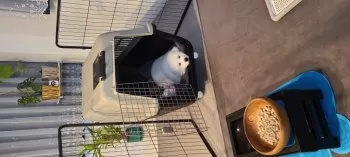 R 様のお迎えした子犬