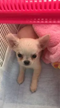 E.S 様のお迎えした子犬