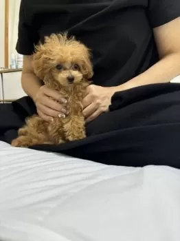 AJ 様のお迎えした子犬