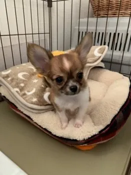 チャチャ 様のお迎えした子犬