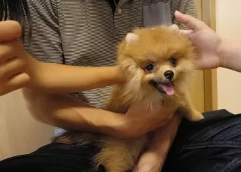 E.N 様のお迎えした子犬