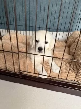 G.Ｉ 様のお迎えした子犬
