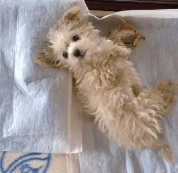 mii 様のお迎えした子犬