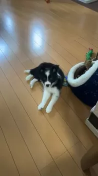 H.K 様のお迎えした子犬
