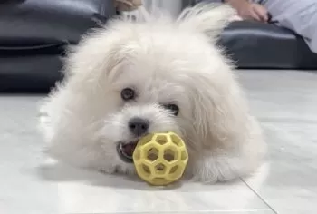 さち 様のお迎えした子犬