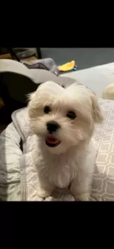 めろぺろ 様のお迎えした子犬