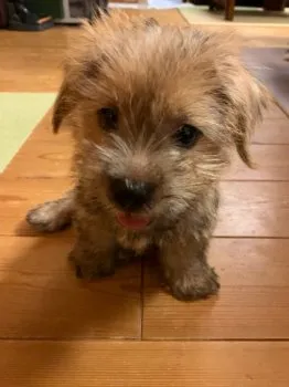 Muku’s family 様のお迎えした子犬