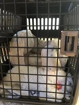 さかえ 様のお迎えした子犬