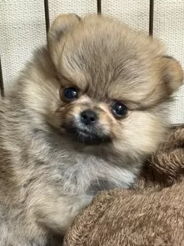 Y.H 様のお迎えした子犬