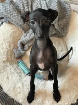 ロッチョ 様のお迎えした子犬