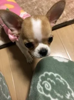 Y.H 様のお迎えした子犬