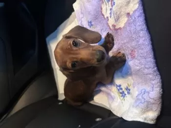 こーびー 様のお迎えした子犬