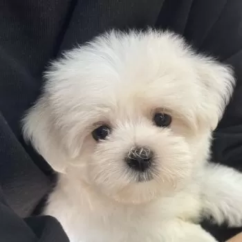 モフモフりんご 様のお迎えした子犬