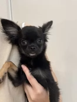 M.M 様のお迎えした子犬