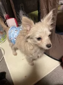 まつあき 様のお迎えした子犬