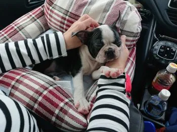 S.H 様のお迎えした子犬