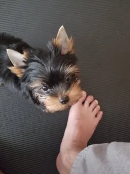 M.T 様のお迎えした子犬