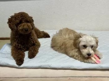 ヨッコ 様のお迎えした子犬