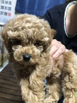 だいちゃん 様のお迎えした子犬