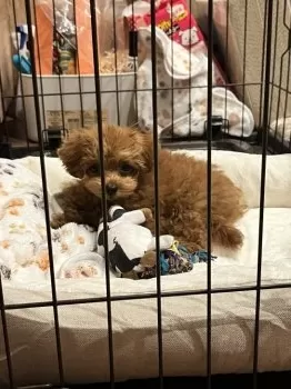 N.K 様のお迎えした子犬