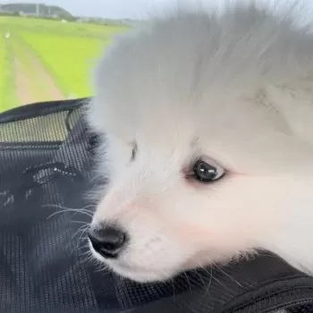 R.K 様のお迎えした子犬