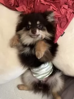 きゃみー 様のお迎えした子犬