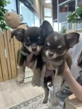 ひーちゃん 様のお迎えした子犬